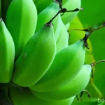 Receita de biomassa de banana verde
